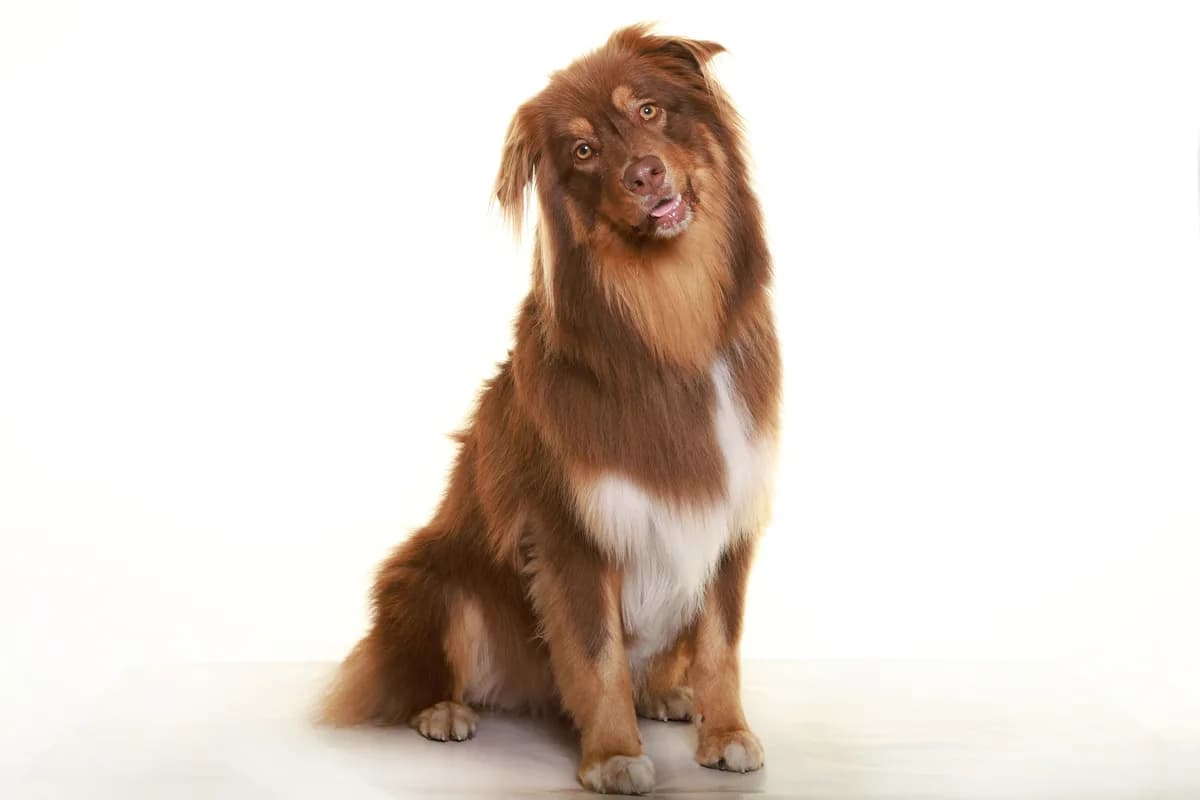 Séance d'éducation canine positive à Toulouse avec Chloé - méthodes bienveillantes